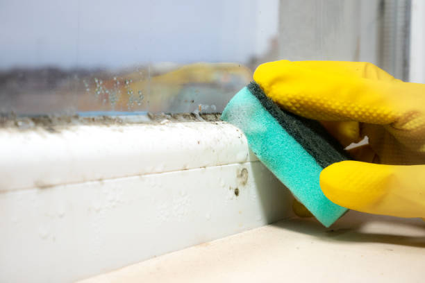 Best Office Mold Removal Services  in Piedmont, OK