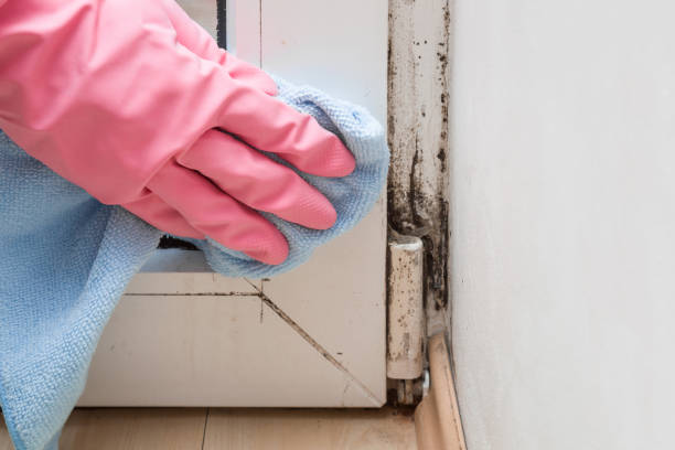 Mold Removal Process in Piedmont, OK